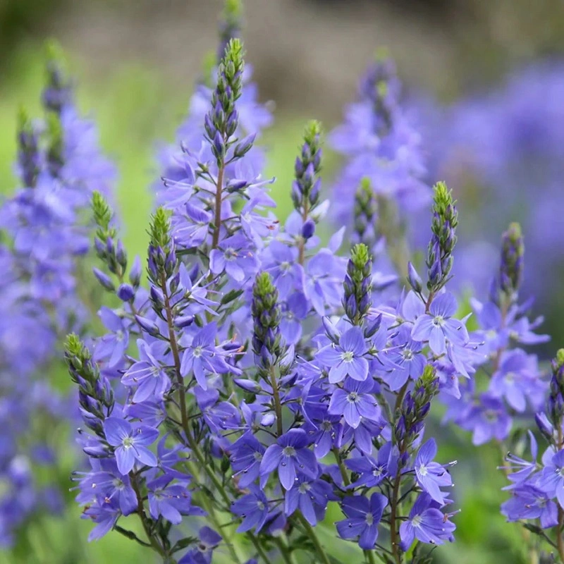 ¿Cuándo se plantan las flores de verónica?