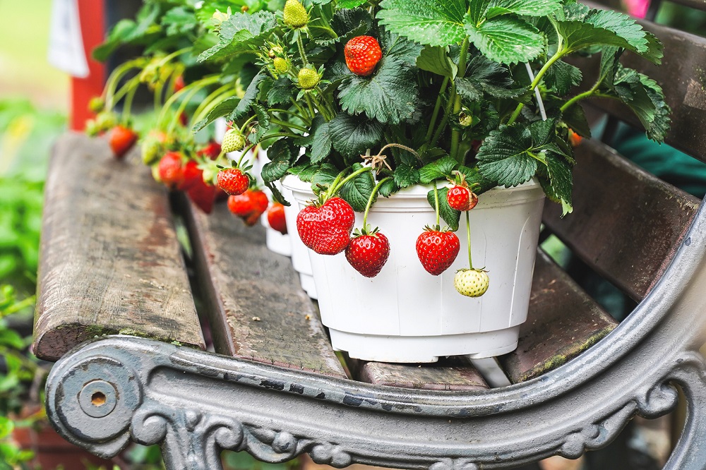 Piantine di fragole - è qui che si inizia a coltivare le fragole