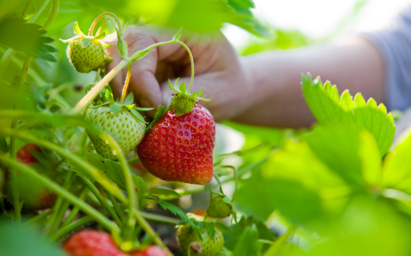 Piantare Fragole - Come Coltivare le Fragole in Giardino?