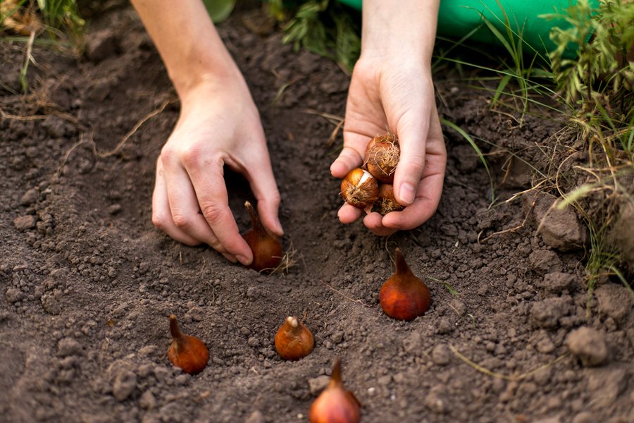 Come piantare i tulipani?