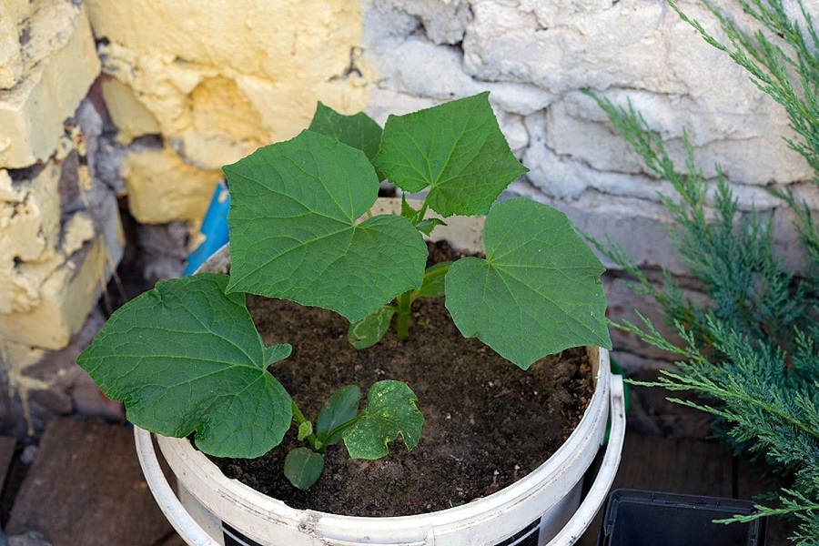 When to plant cucumbers?