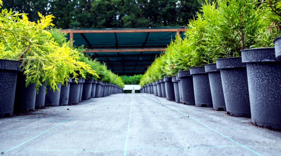 Thuja tree seedlings