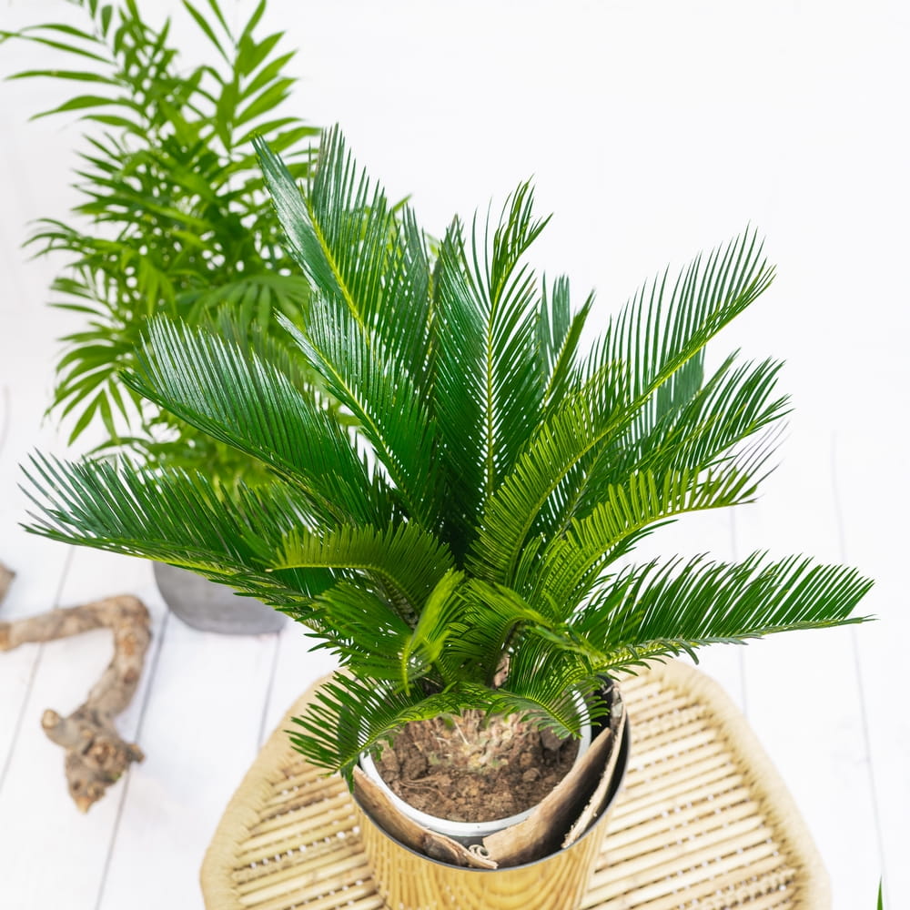 Palmera sagú - plantas exóticas de salón