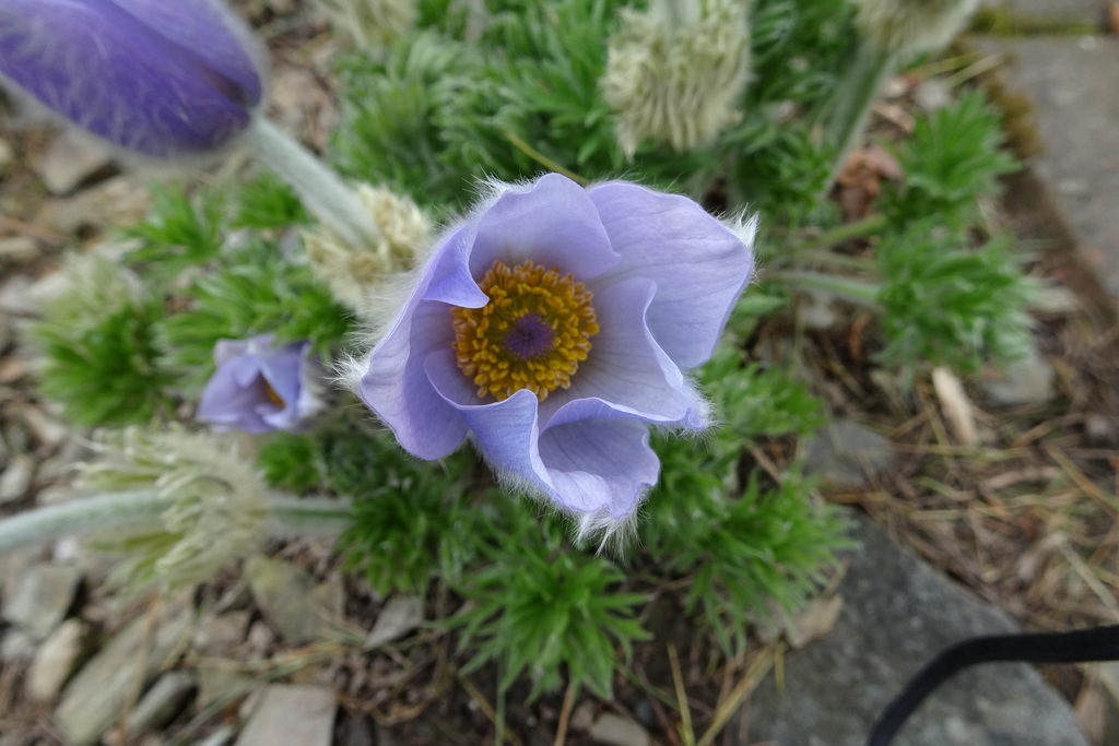 Fiore di pasque alpino - annaffiatura