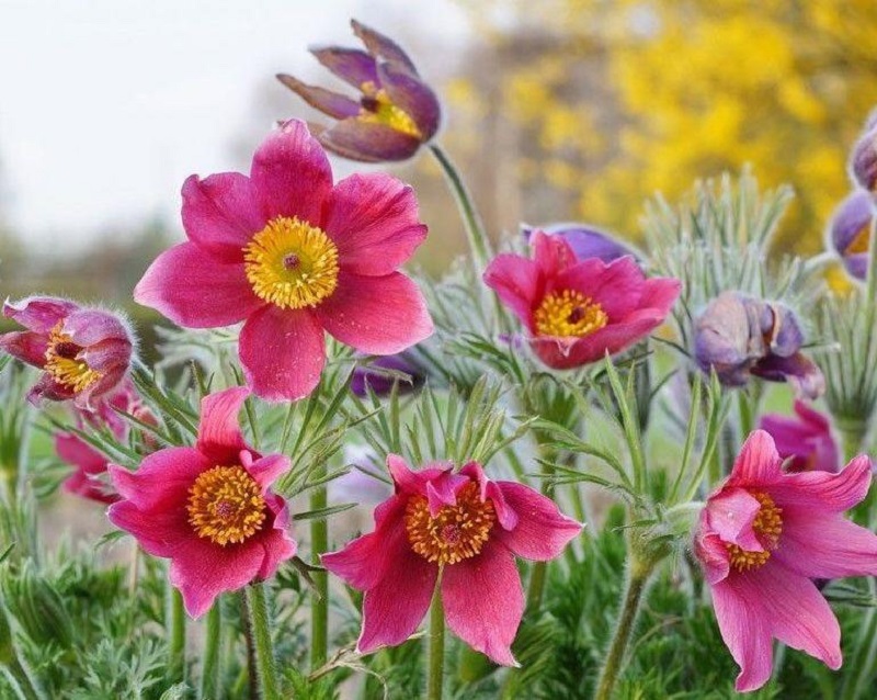 ¿Son las flores de pascua vulnerables a las plagas?