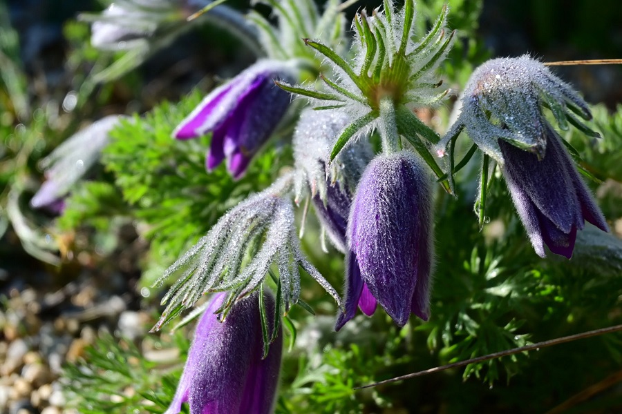 Pasque flower - de quel type de plante s'agit-il ?