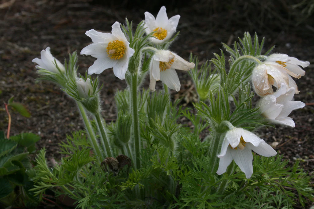 Les variétés les plus populaires de la fleur de pasquier