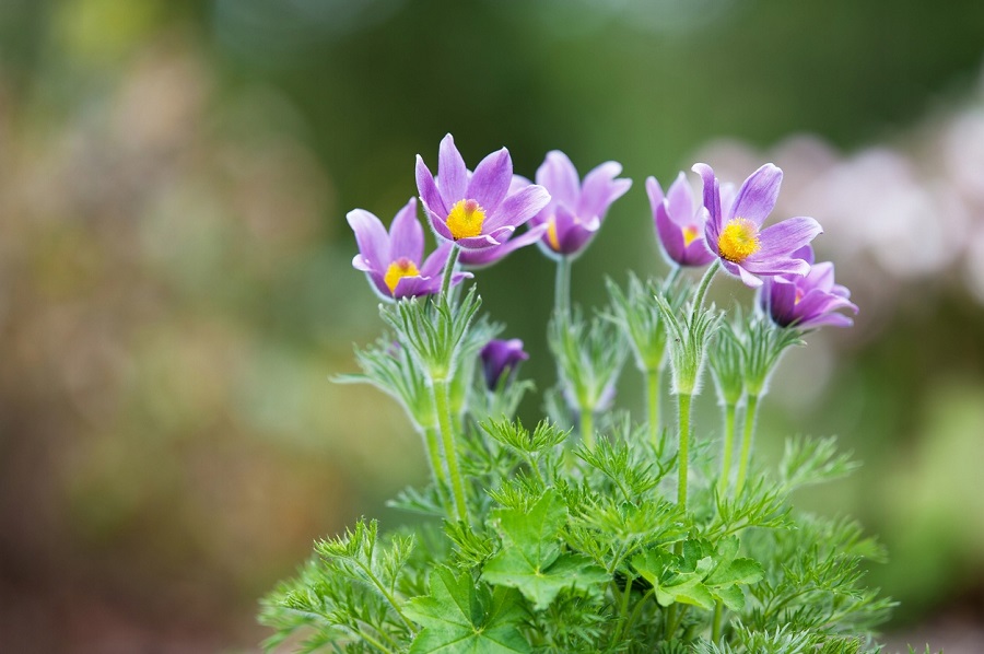 Fiordaliso (Pulsatilla vulgaris)