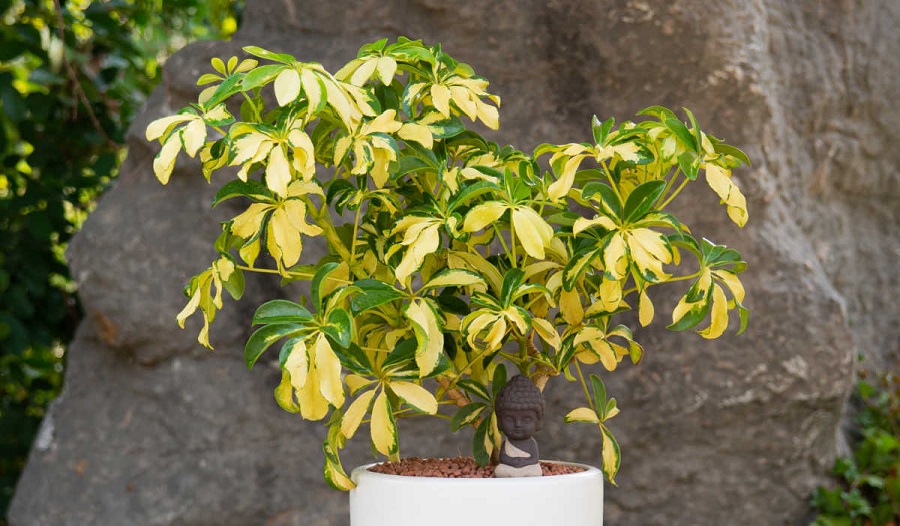 Umbrella plant problems, pests and diseases