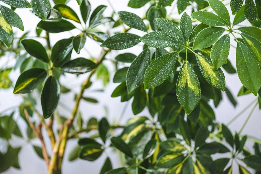 Tipi più popolari di albero a ombrello