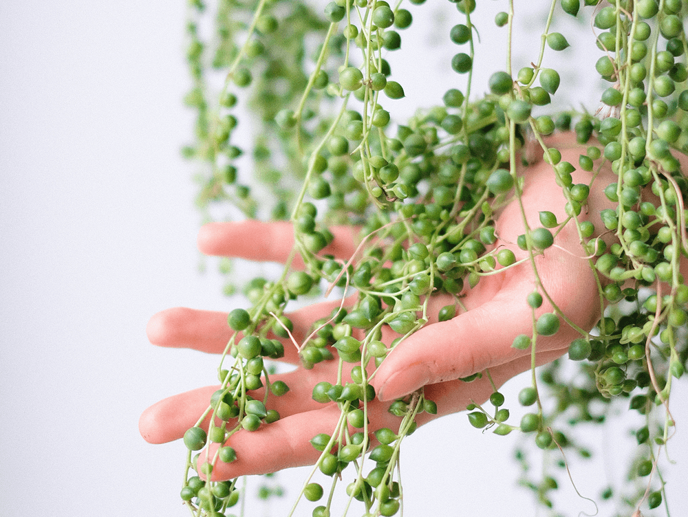 ¿Qué es la planta del collar de perlas?