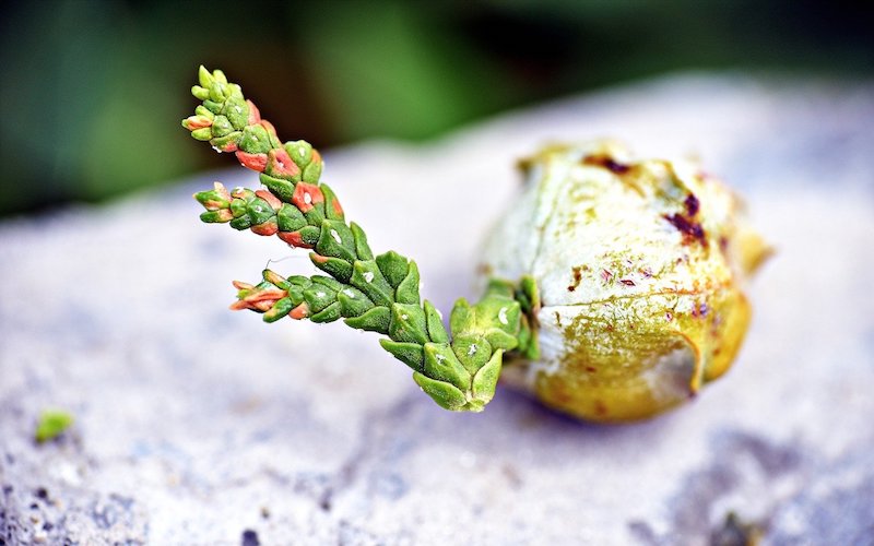 ¿Cómo Plantar Tuyas? Una Guía Sencilla para los Árboles de Thuja