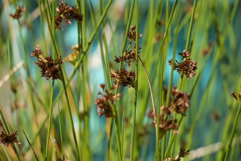 Junco blando (Juncus effusus)