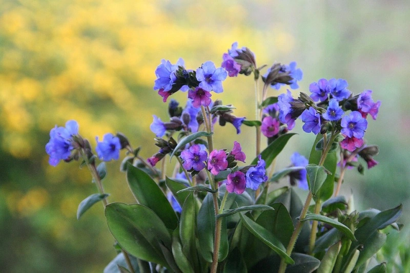 ¿Cuál es el origen de la planta pulmonaria?