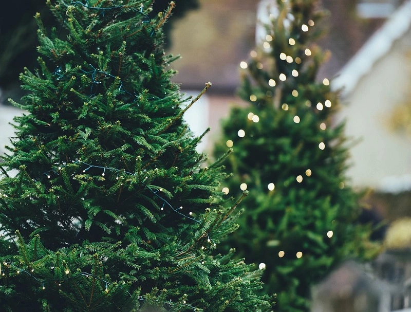 ¿Cuál es el origen del árbol de Navidad?