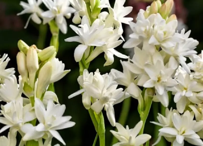 Woher kommt die Tuberose?