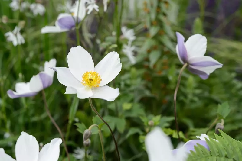 Thimbleweed japonés (Anemone japonica)