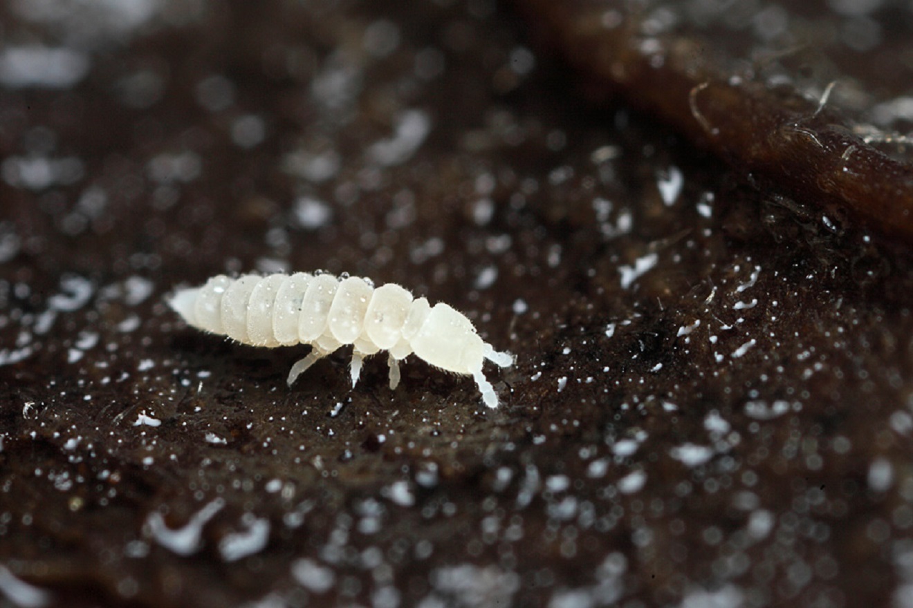 Come Sbarazzarsi delle Collemboli? Tutto Sulle Collemboli Bianchi nel Terreno