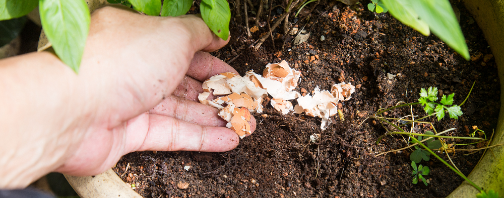 Come sbarazzarsi delle lumache in giardino - i rimedi casalinghi sono efficaci?