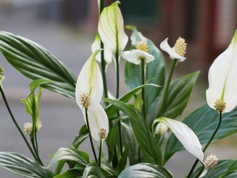 ¿Puede la flor de lirio de la paz reemplazar al purificador de aire? Averígualo!