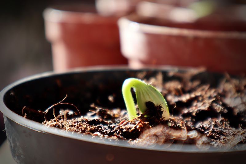 Come prendersi cura di un giglio della pace?