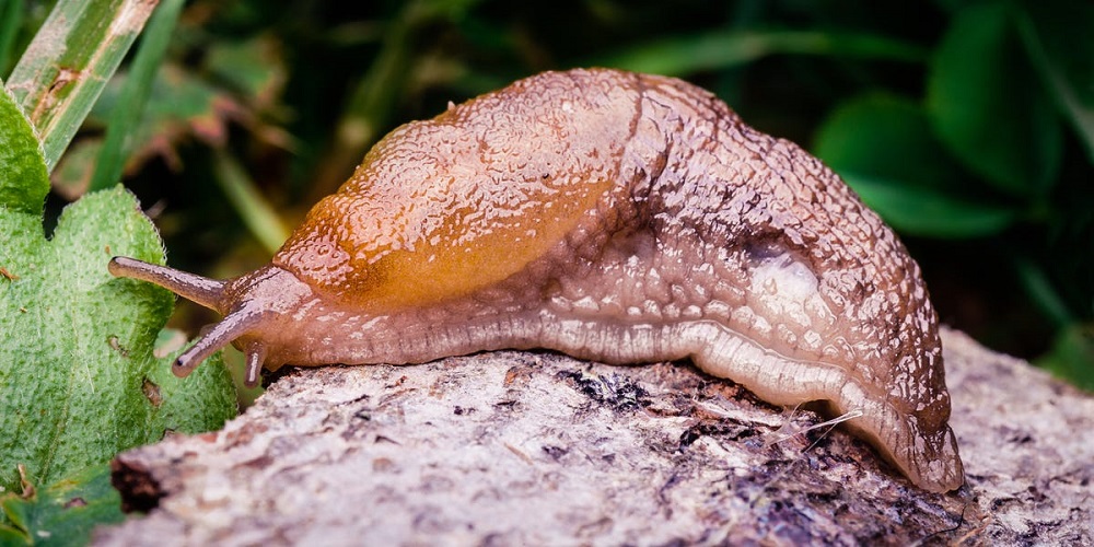 Se débarrasser des limaces dans le jardin - utilisez du bicarbonate de soude !