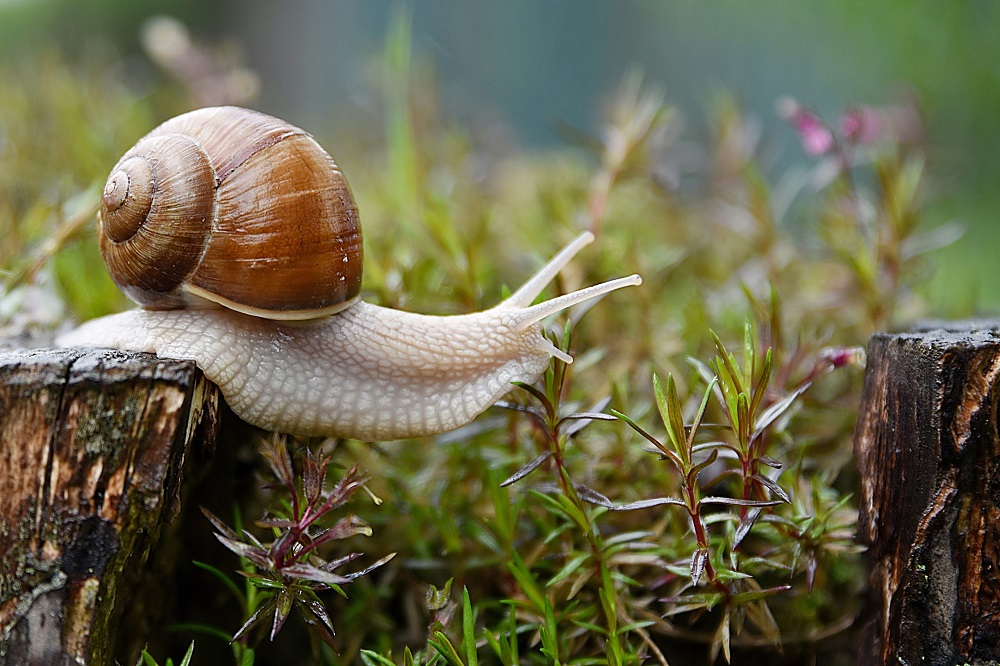 Quels types d'escargots représentent le plus grand danger ?