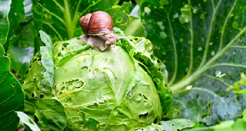 Que font les limaces et pourquoi se débarrasser des limaces, d'ailleurs ?