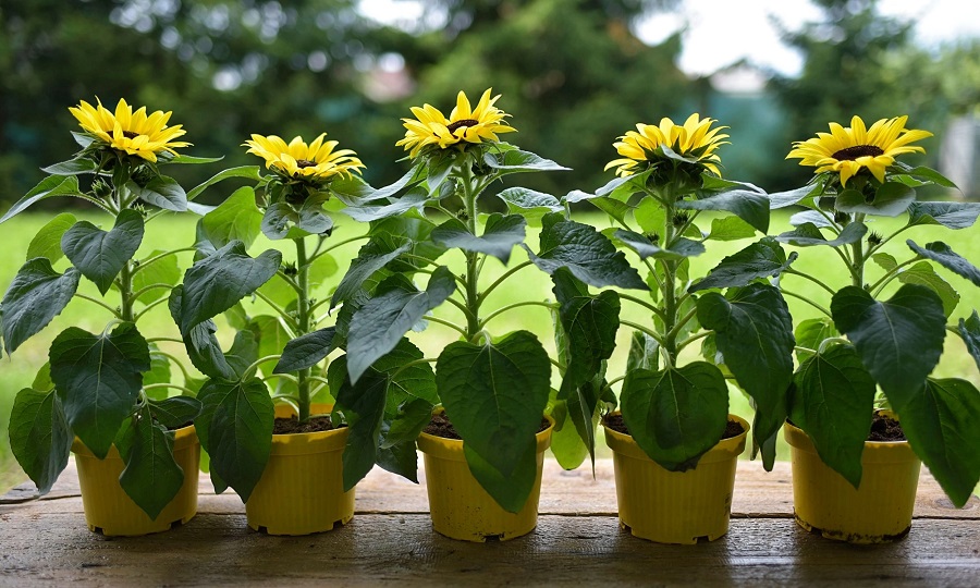 Girasoles ornamentales en maceta - tipos populares