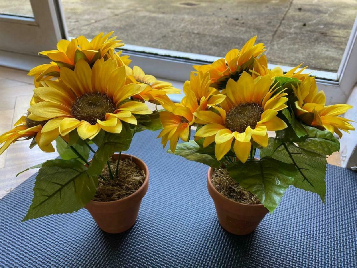 Come Coltivare il Girasole in Vaso? Guida alla Cura del Girasole in Vaso