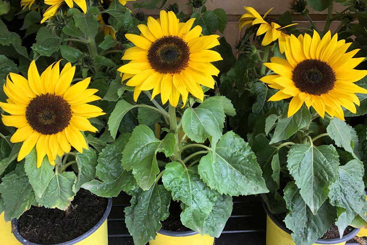 ¿Hay que abonar un girasol en maceta?