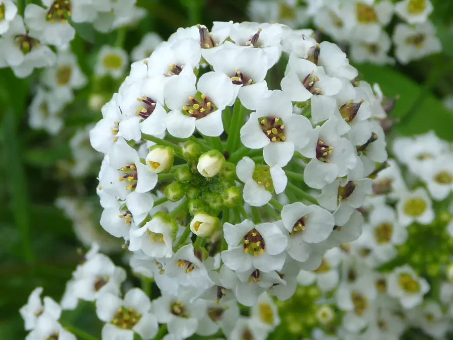 Süßer Seidelbast (Lobularia maritima)