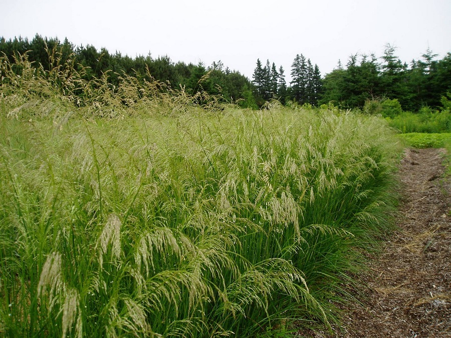 Hierba de los pelos (Deschampsia cespitosa)