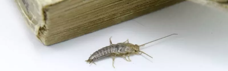 Baking soda for silverfish