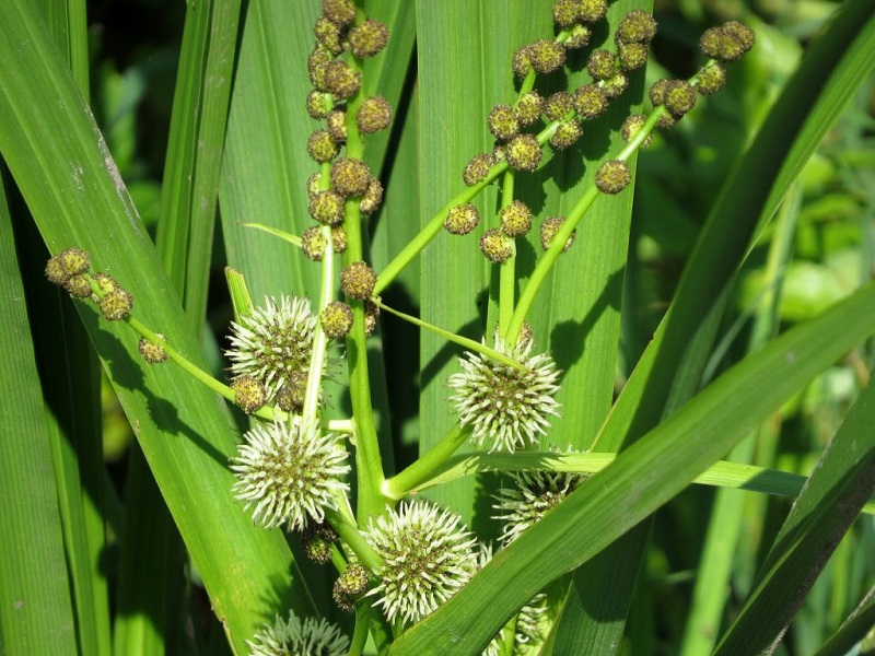 Schmalblättriges Knabenkraut (Sparganium erectum)