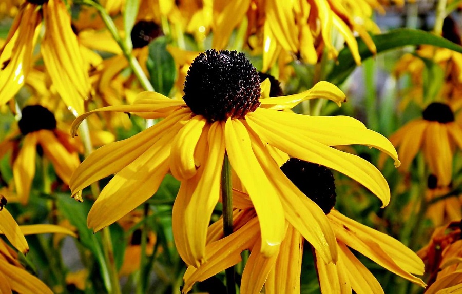 ¿Cuál es la mejor ubicación para las rudbeckias?