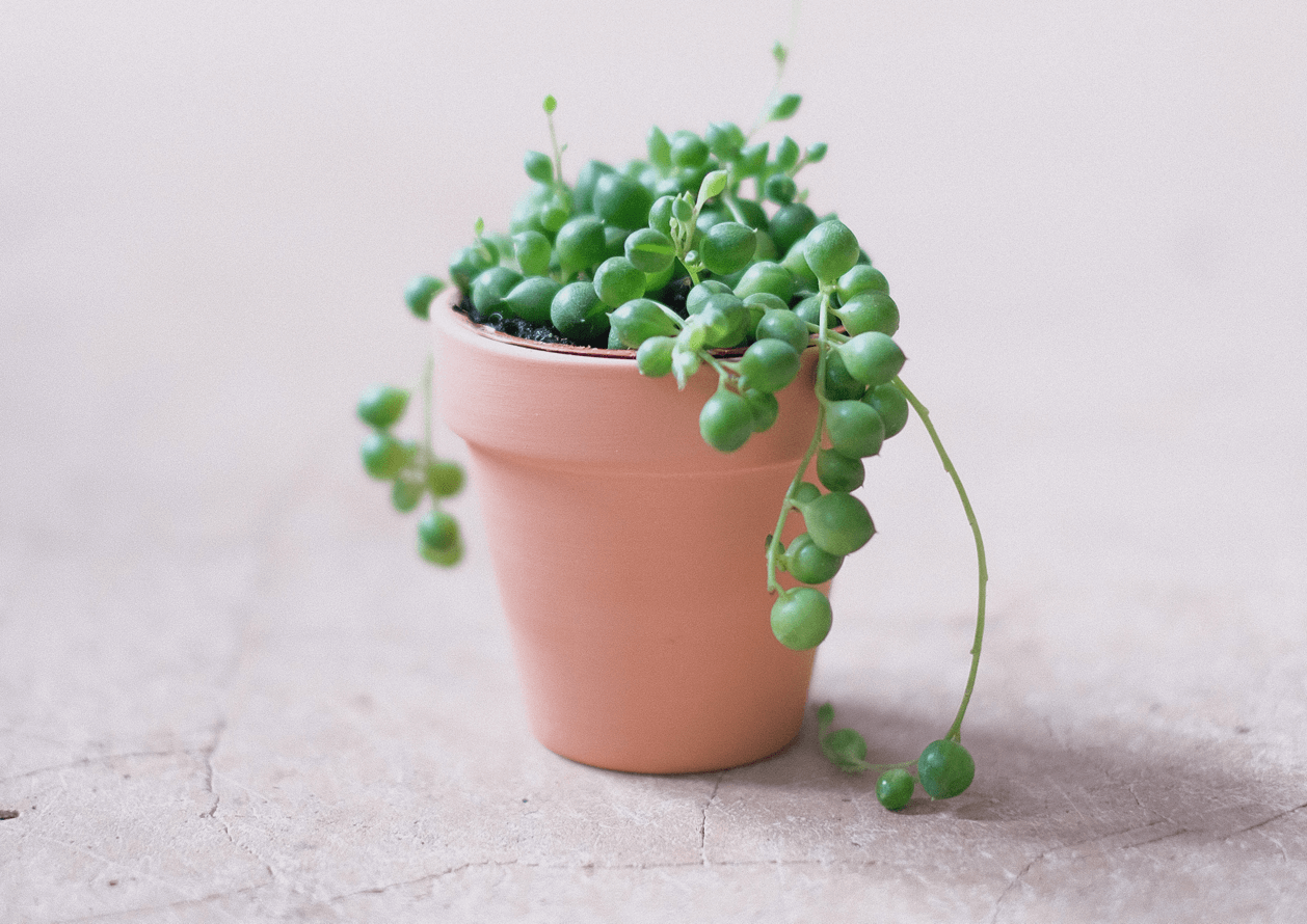 Planta del Collar de Perlas - Aprenda a Cuidar el Senecio Rowleyanus