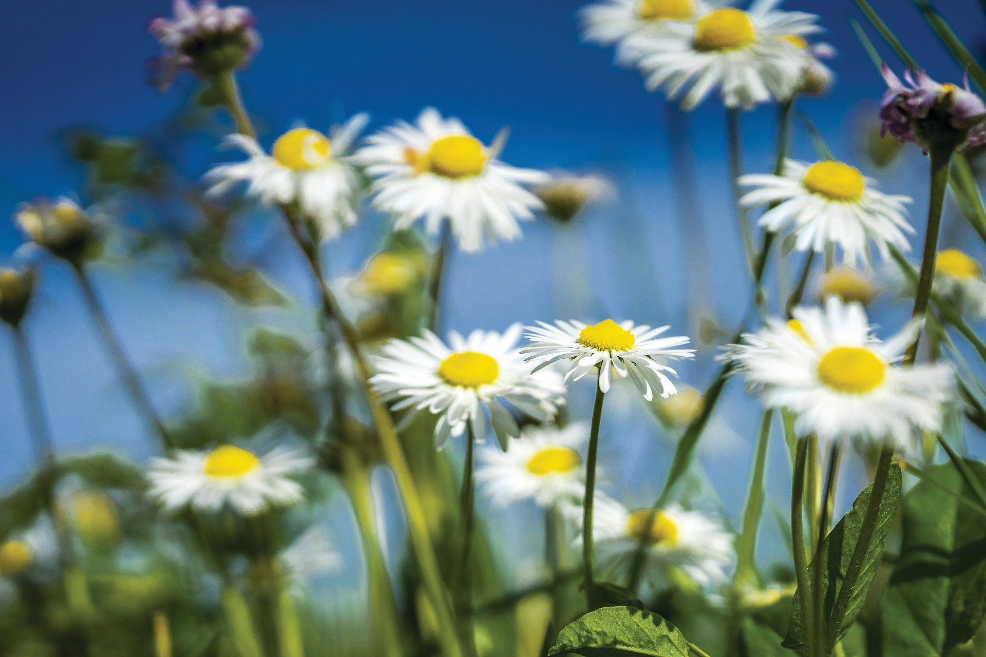 Margherite - delicati fiori primaverili