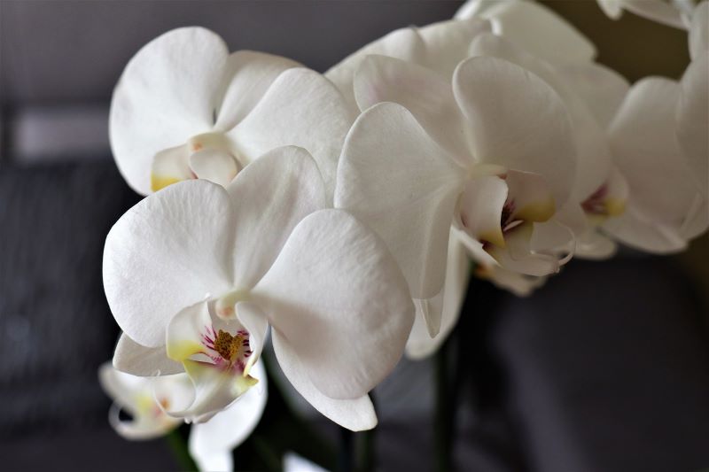 How to take care of orchid - white orchid