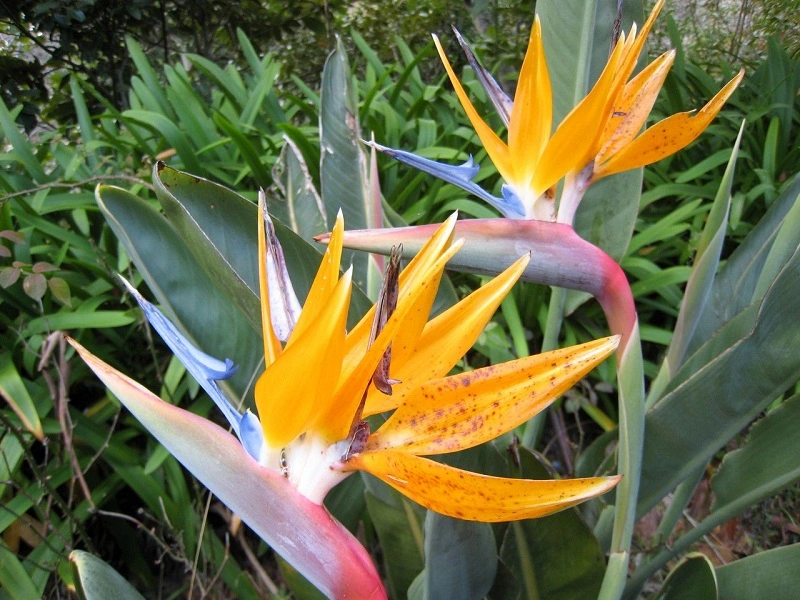 Strelitzia - enfermedades y plagas