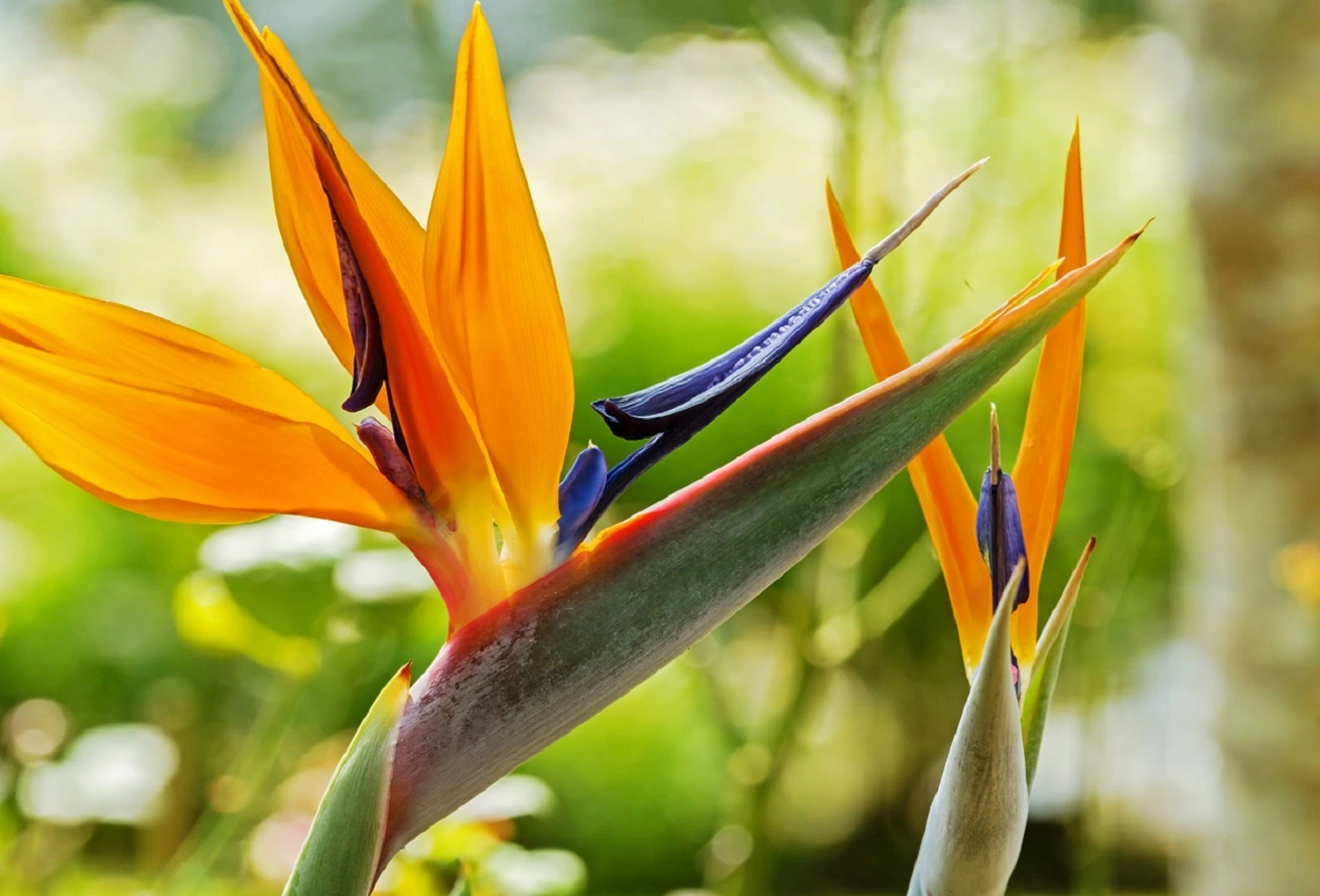 Spektakuläre Strelitzia Reginae - Pflegeanleitung für Paradiesvogelpflanzen