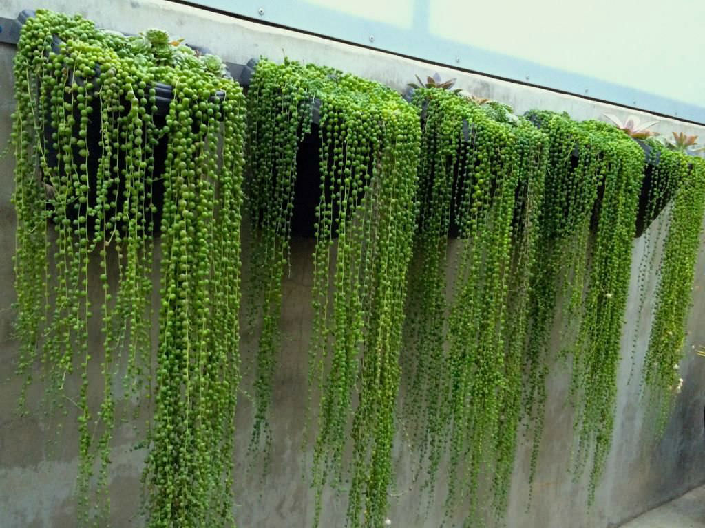 String-of-pearls - unusual trailing plants