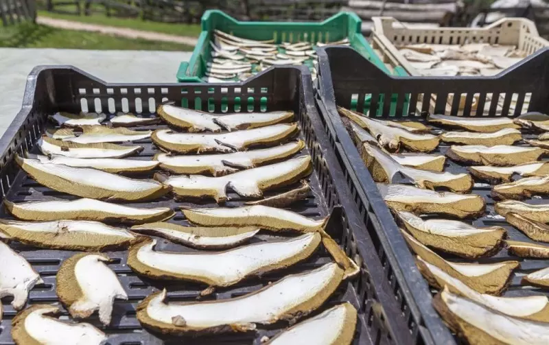 Preparazione dei funghi essiccati al sole