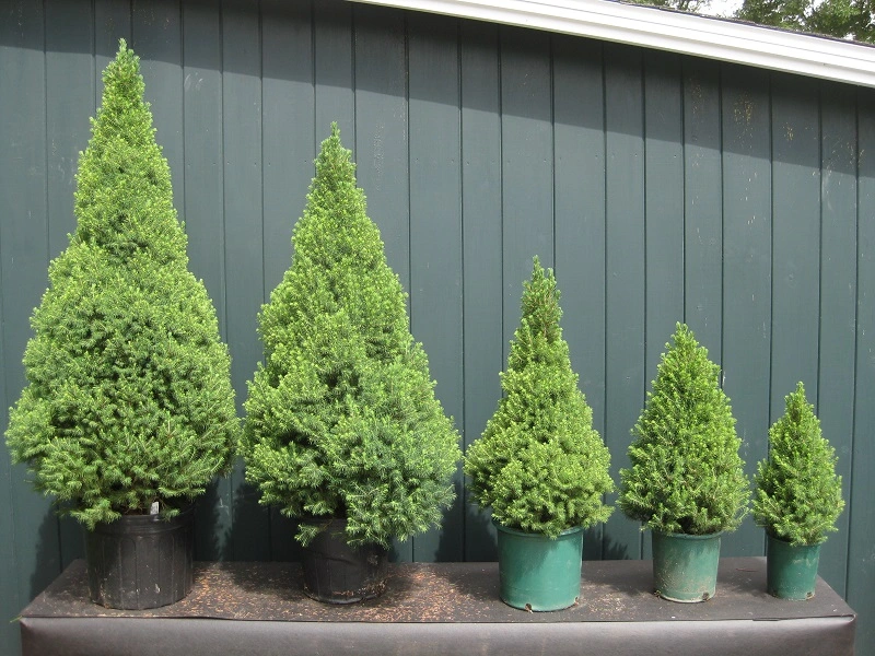 Picea blanca 'Conica' (Picea glauca 'Conica')