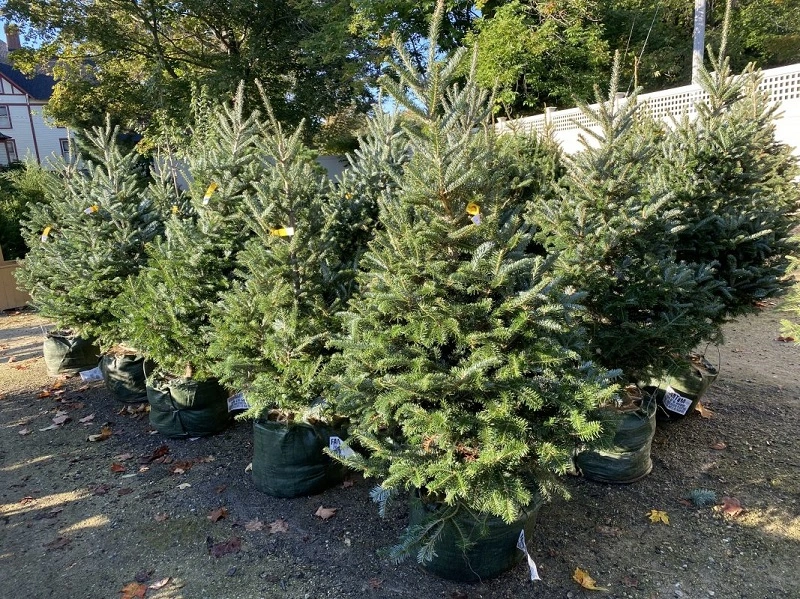 Abete rosso serbo - che tipo di albero è?