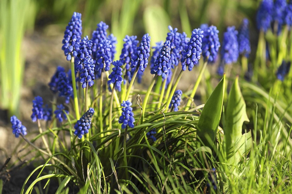 Jacintos de uva: flores de primavera ideales para el hogar y el jardín