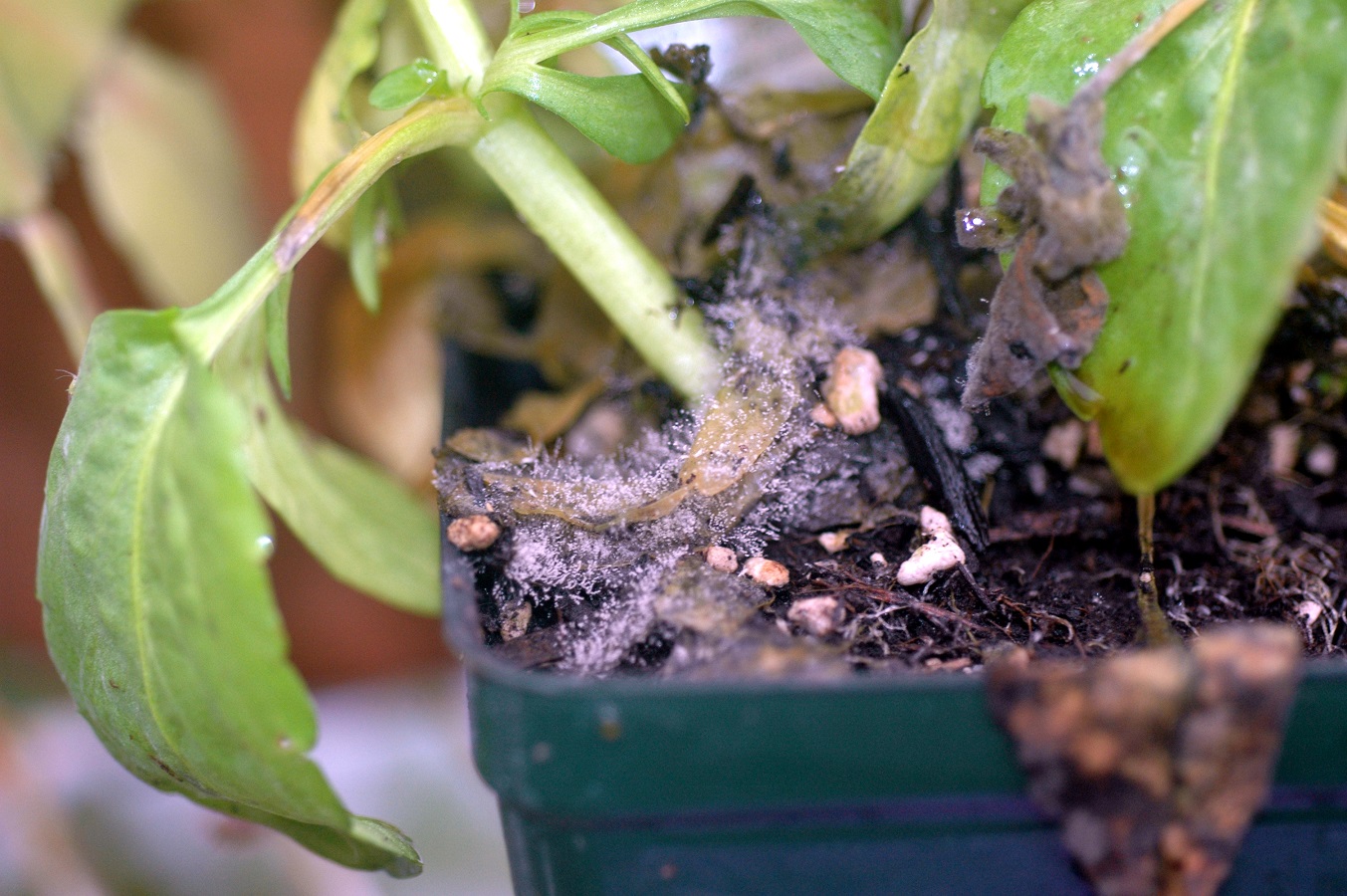 Tizón de la Botrytis - ¿Cómo Controlar el Moho Gris? 3 Métodos Eficaces