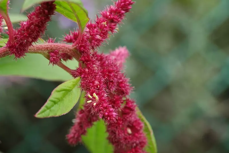 Amaranto pendente (Amaranthus caudatus)