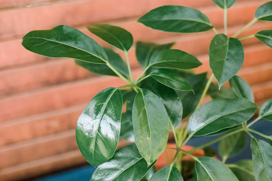 Schefflera - quel genre de plante est-ce ?