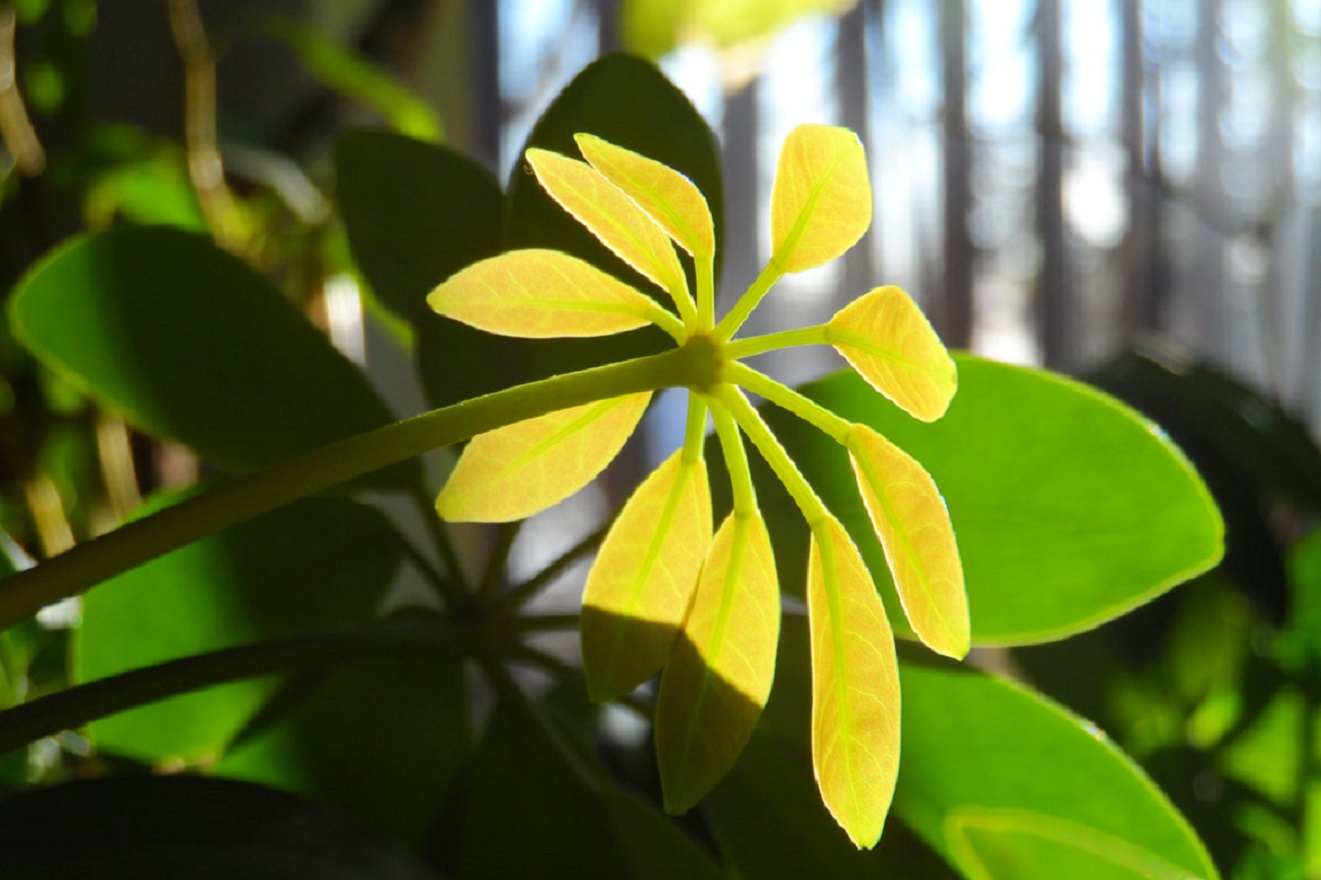 Pianta di Schefflera - Come Prendersi Cura di un Albero Ombrello?